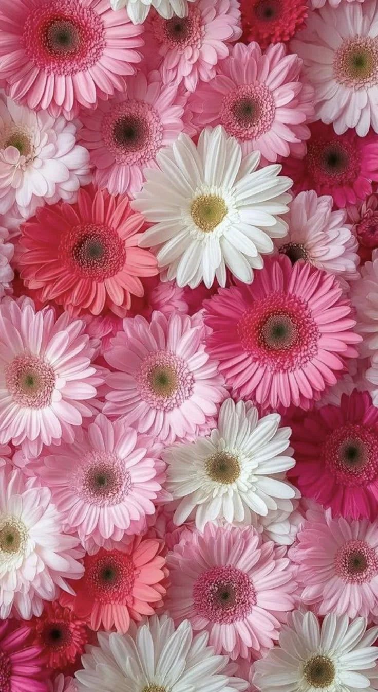 Gerberas