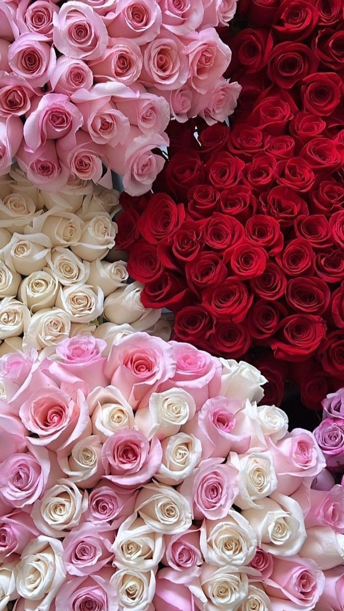 Rosas