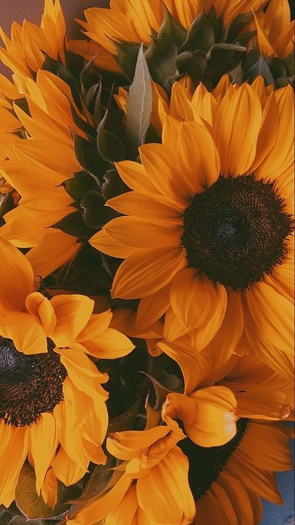 Girasoles